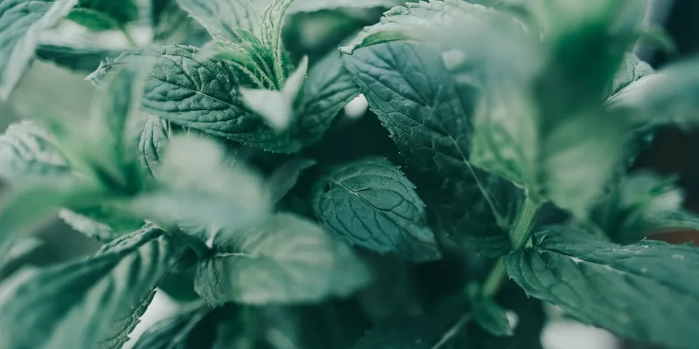 Fresh mint leaves — masking bad breath is not the same as treating its cause
